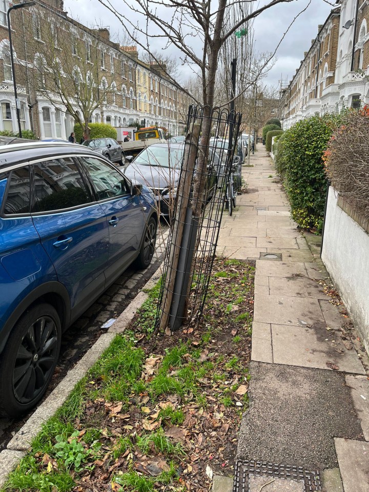 Tree in Digby Crescent protected by a metal cage, with cars parked along the street.