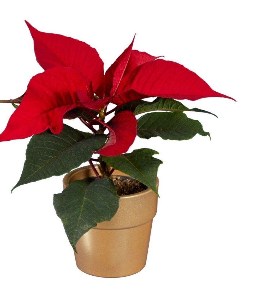 CHEAP TREAT

ADD an easy festive touch to your home with a mini potted poinsettia, £1.99, from Lidl.