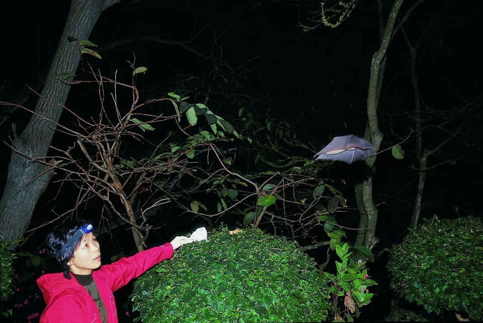 A woman in a red jacket uses a headlamp to observe a bat at night.