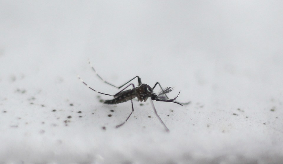 Malaria, dengue and Zika are transmitted by the bites of infected mosquitoes