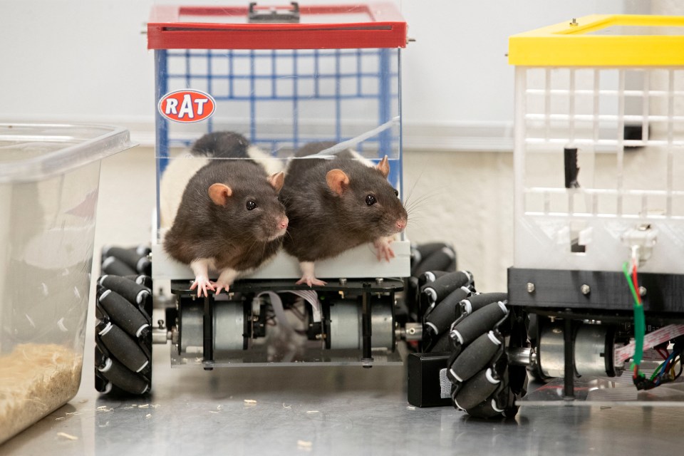 It appears the rodents relish the opportunity to get behind the wheel of the mini motors