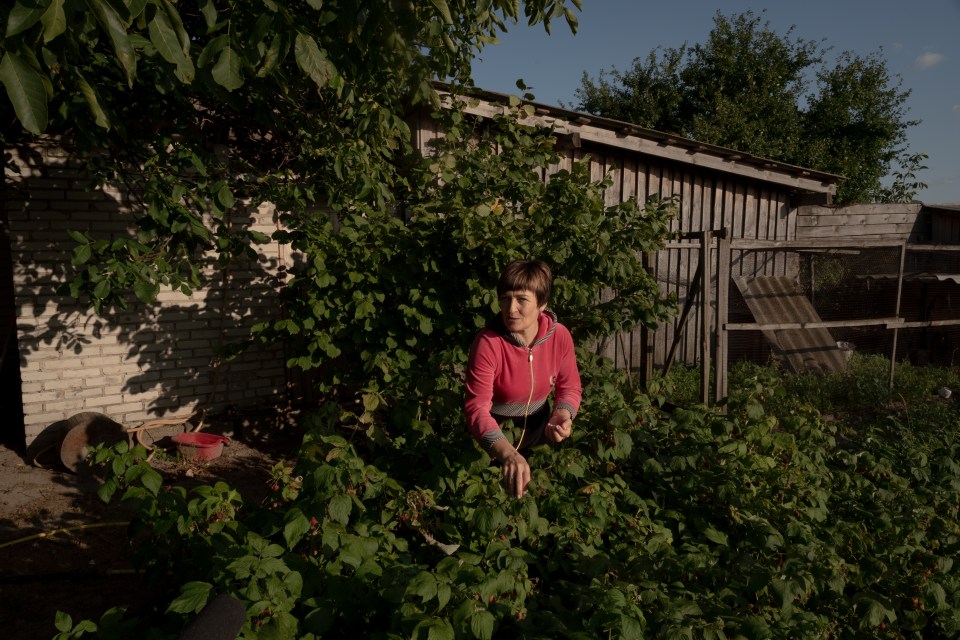 A woman harvests raspberries near her home in a village near Chernobyl.