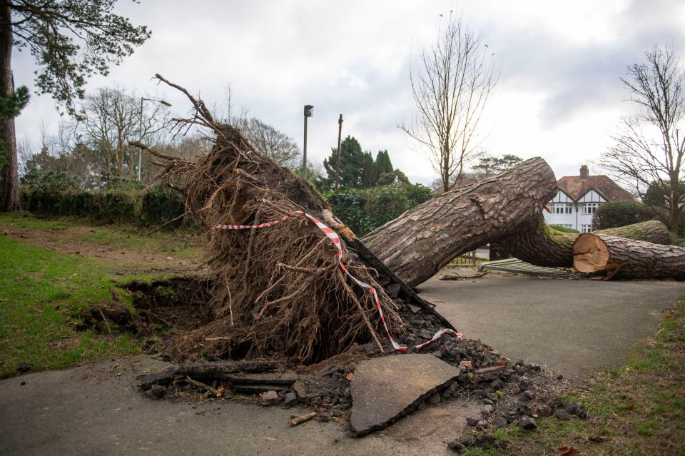 Storm damage in Clyne Gardens near Swansea