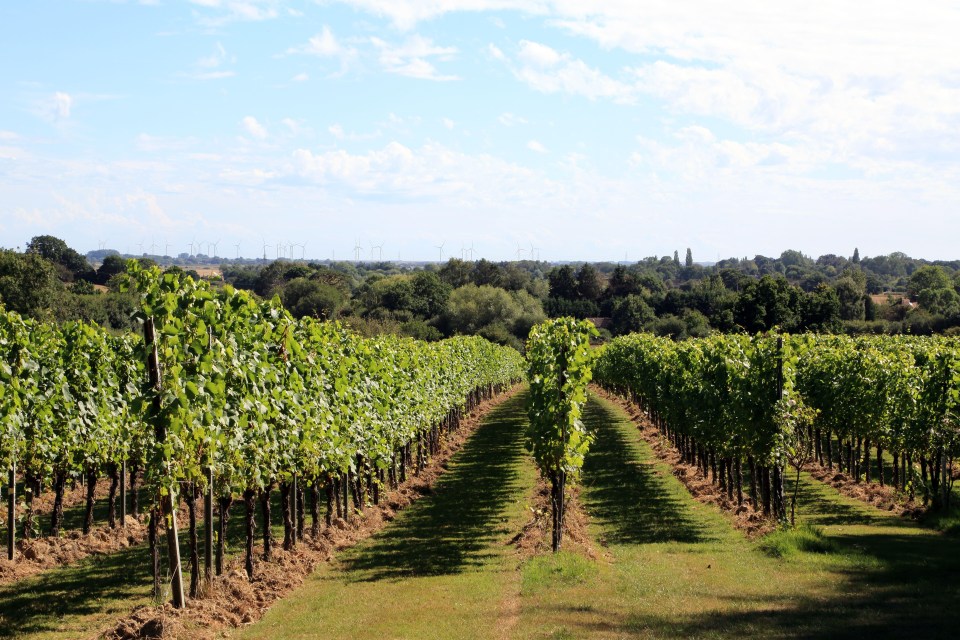 Rows of grapevines in a vineyard.