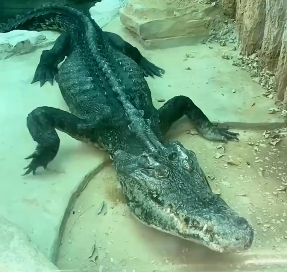 Shocked zoo visitors watched as the emaciated-looking croc slowly dragged itself to the viewing glass