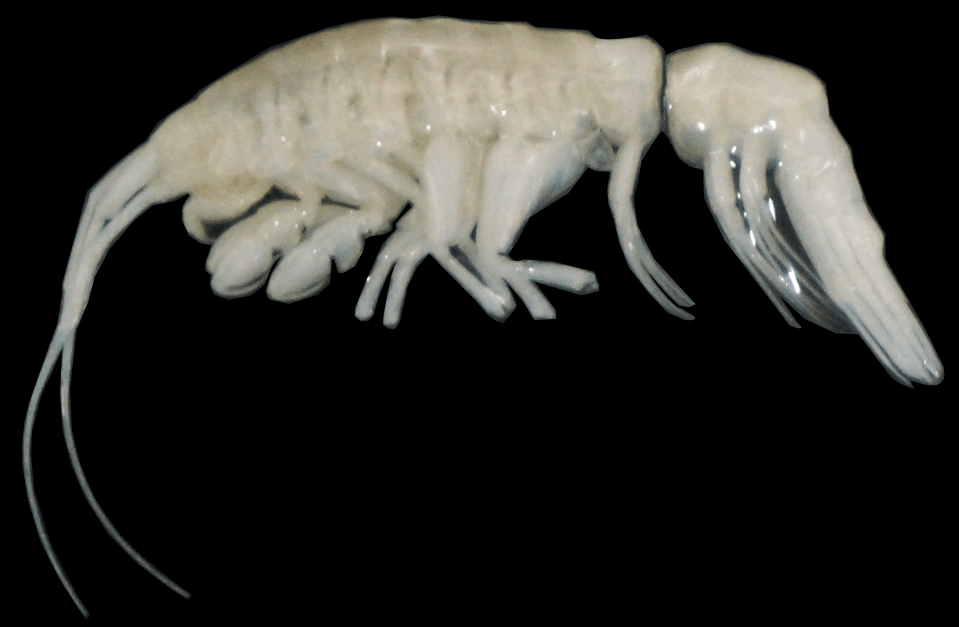 The creature, whose formal name is Dulcibella camanchaca, has been given the nickname 'darkness' by researchers