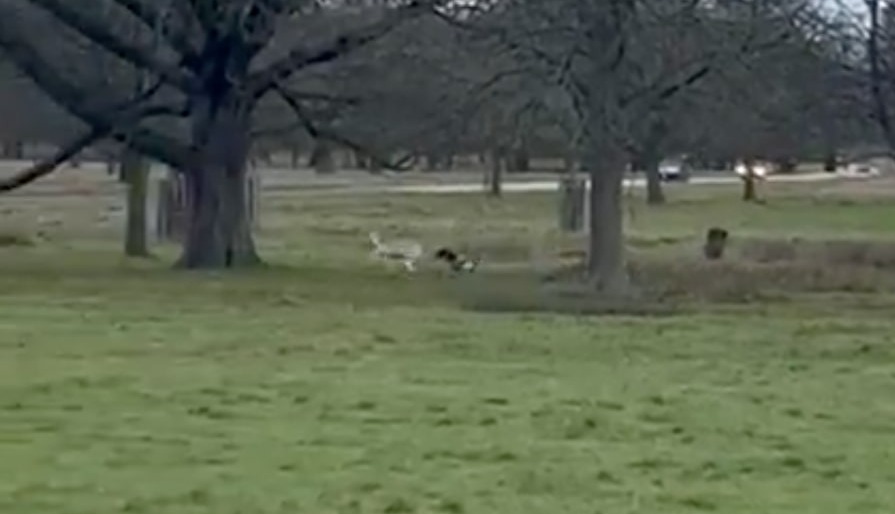 Footage shows the springer spaniel hurtling after the deer