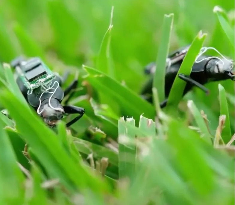 Giant cyborg cockroaches could be the search and rescue workers of the future