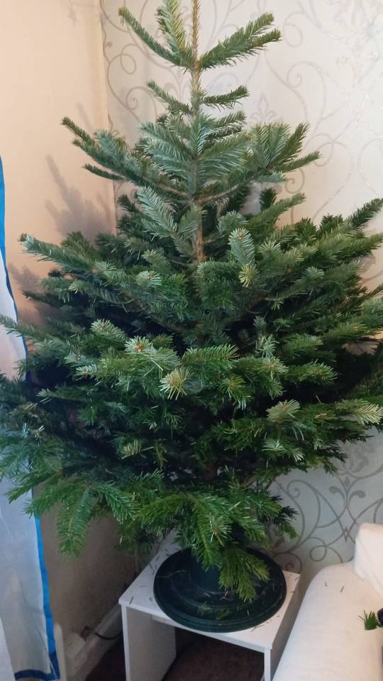 Some customers suggested the quality of tree wasn't as good as last year