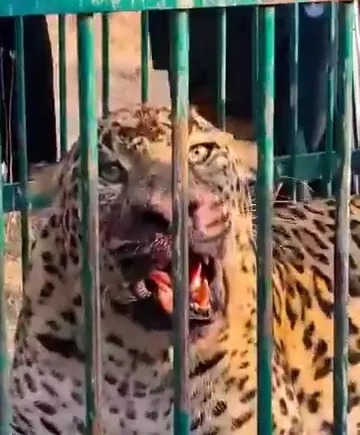 The leopard killed the two-year-old