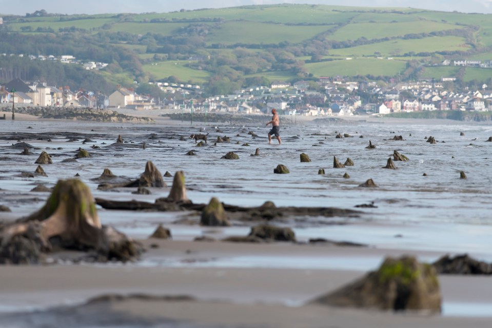 Petrified tree stumps exposed on a beach at low tide.