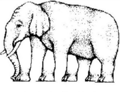 Can you spot the correct number of legs this elephant has?