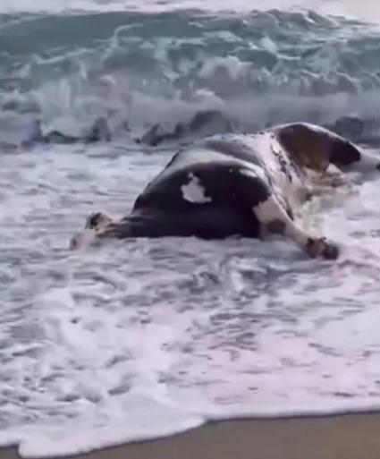 Dead cow washes ashore on a beach.