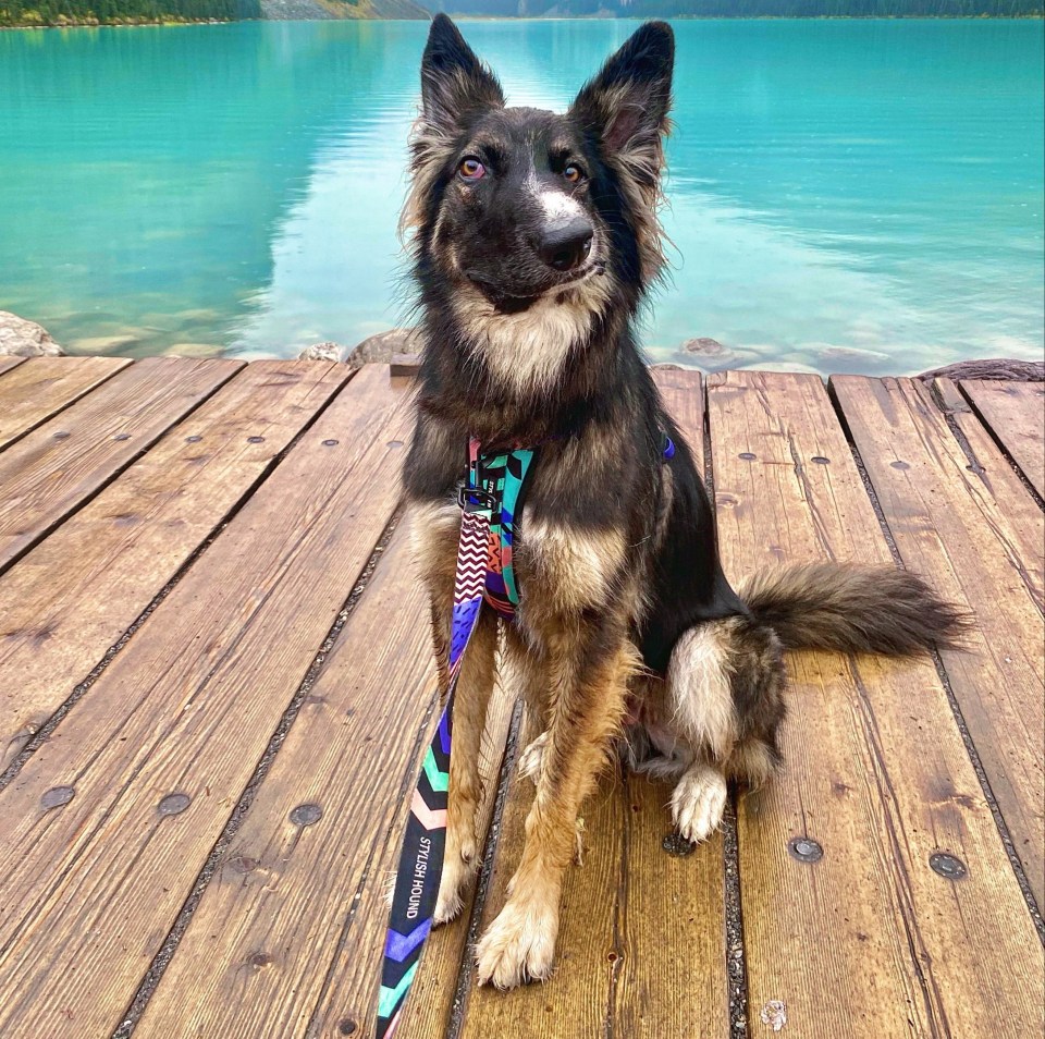 Brodie with his wonky face after he was bitten by his mum as a pup