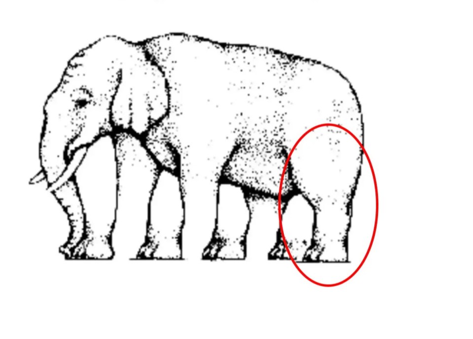 The elephant actually only has one leg, the back left one which is circled