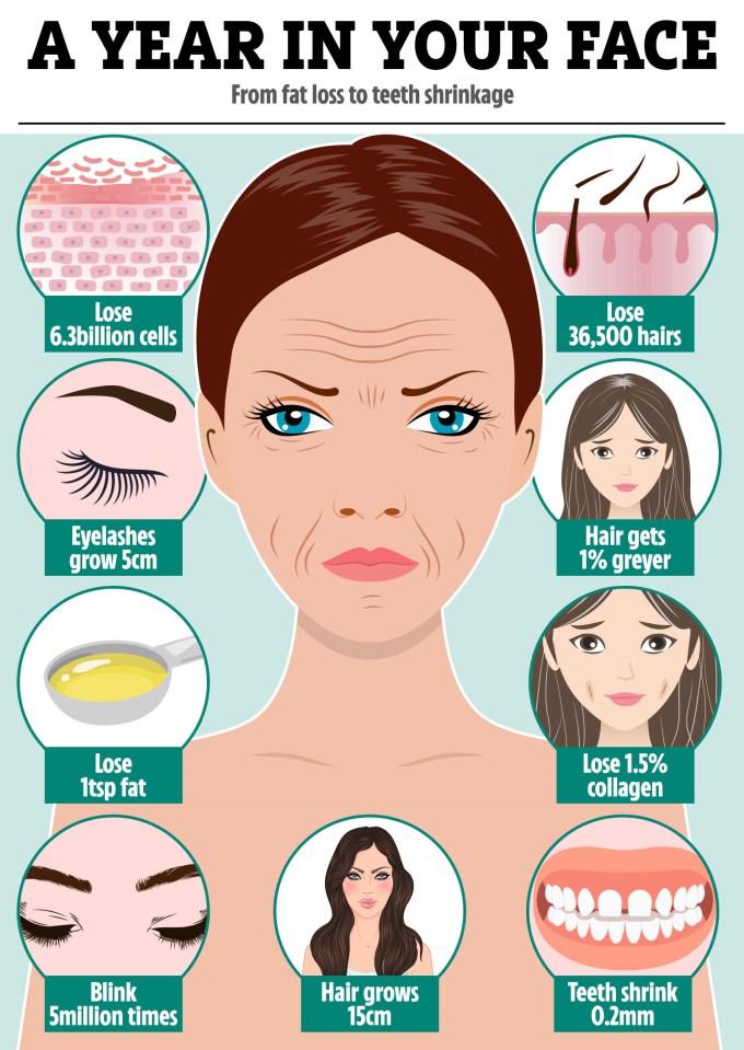 Infographic showing facial changes over one year, including hair loss, skin cell loss, collagen loss, and teeth shrinkage.