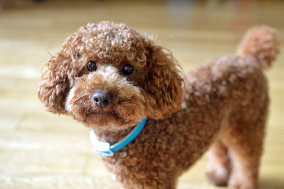 Others insisted that the different poodle haircut options is one of the biggest benefits of having a toy poodle (stock picture)