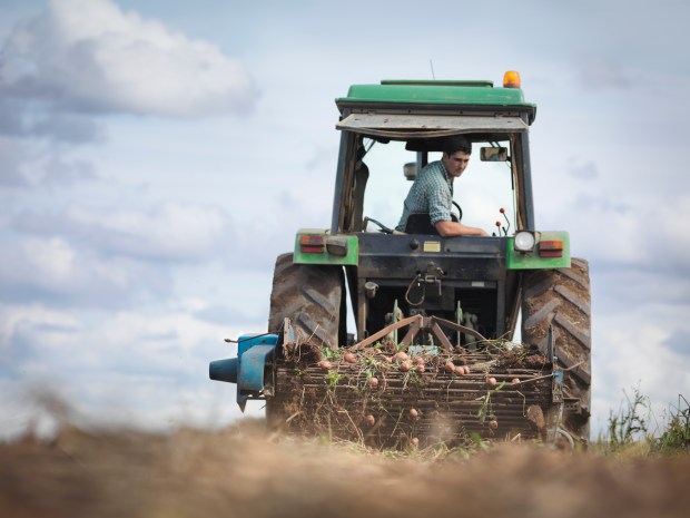 A farmer harvesting potatoes with a tractor.