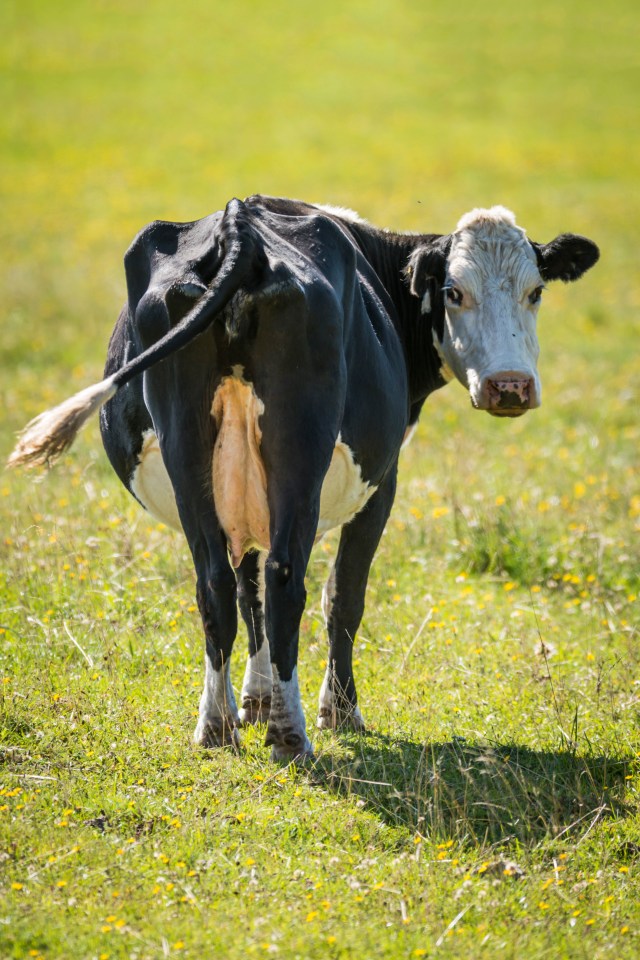 I bet bosses at dairy firm Arla could kick themselves for boasting about the fact they are trialling a new feed additive in some farms