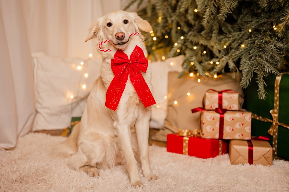 Golden retriever with a candy cane and red bow sitting by a Christmas tree and presents.