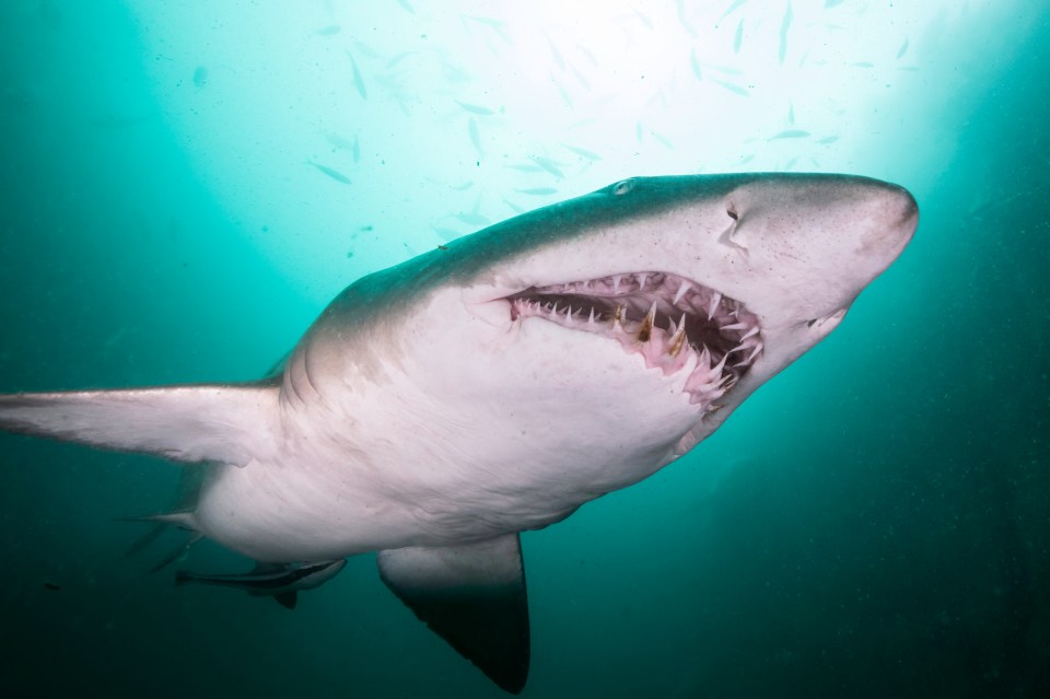 The men were attacked by a tiger shark (stock image)