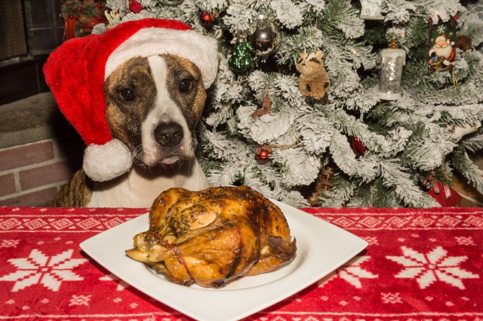 Dog in Santa hat eyeing roasted chicken by Christmas tree.