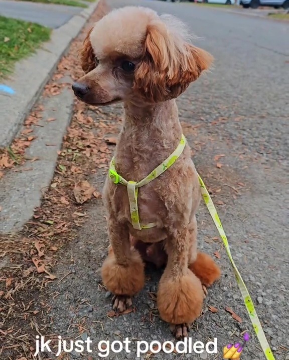 Before revealing his traditional poodle cut, and laughing he'd "been poodled"