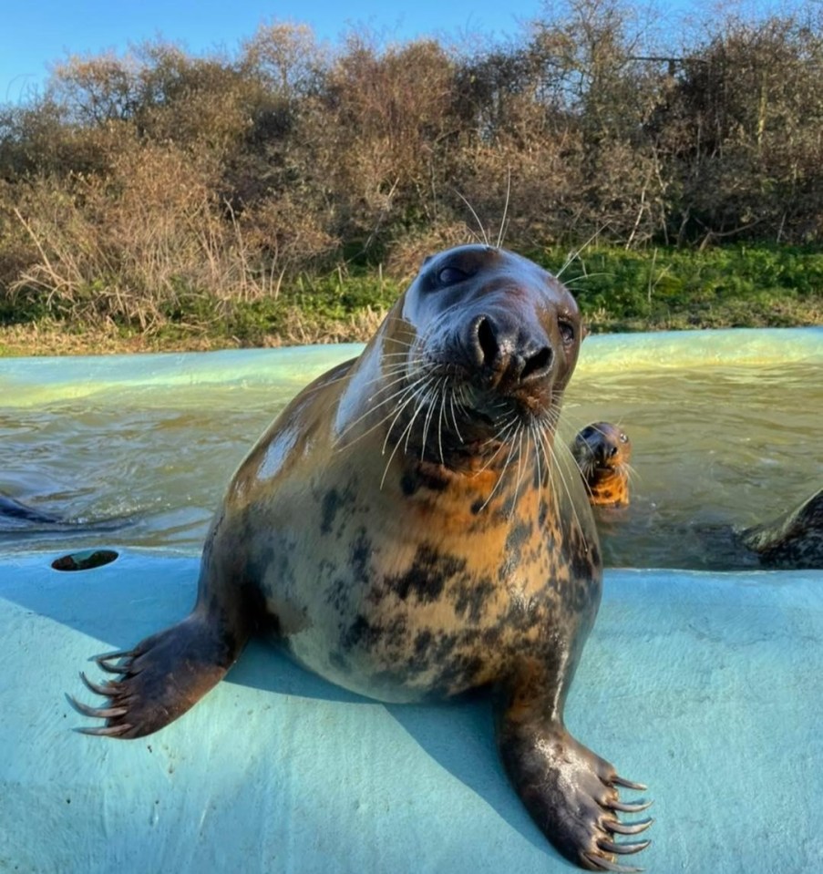 Mabelthorpe Seal Sanctuary rehabilitates sick and injured seals, 50 metres from the beach