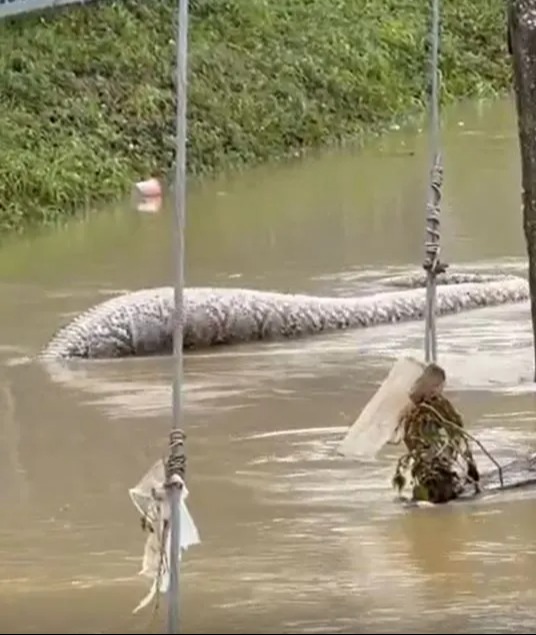 The serpent's head was never caught on camera - just its big bloated body