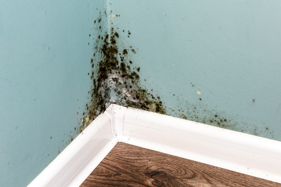 Black mold growing in a corner of a wall.