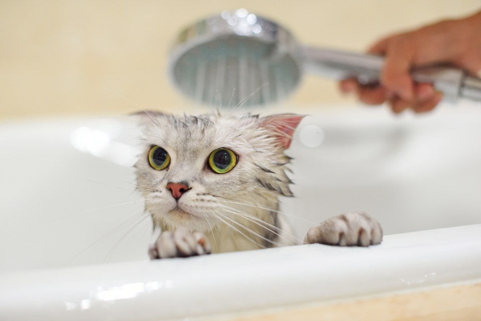 A reader is asking how to properly bathe their cat