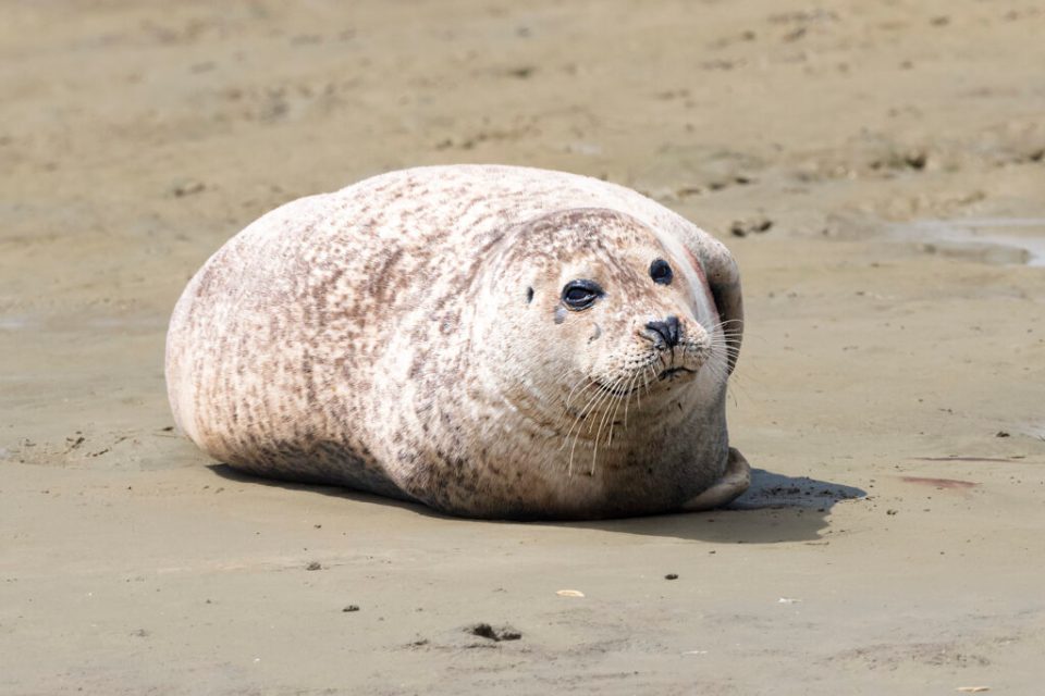 You can spot some seals by boat