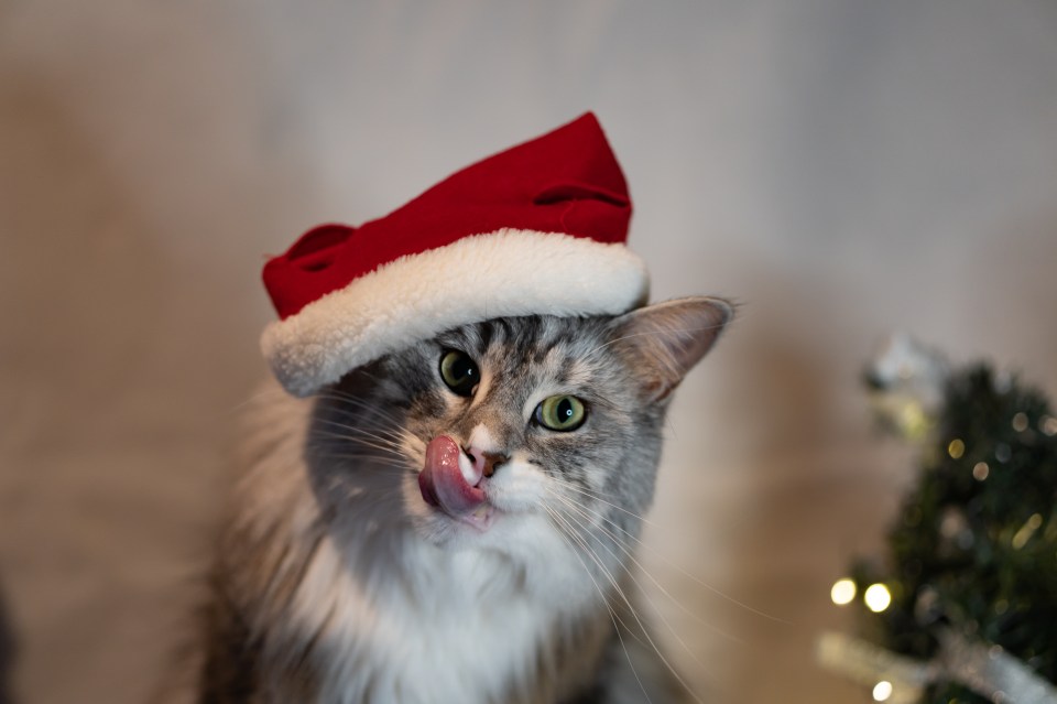 Residents of Iceland often wear new clothing on Christmas Day to ward off the Yule Cat (stock image)