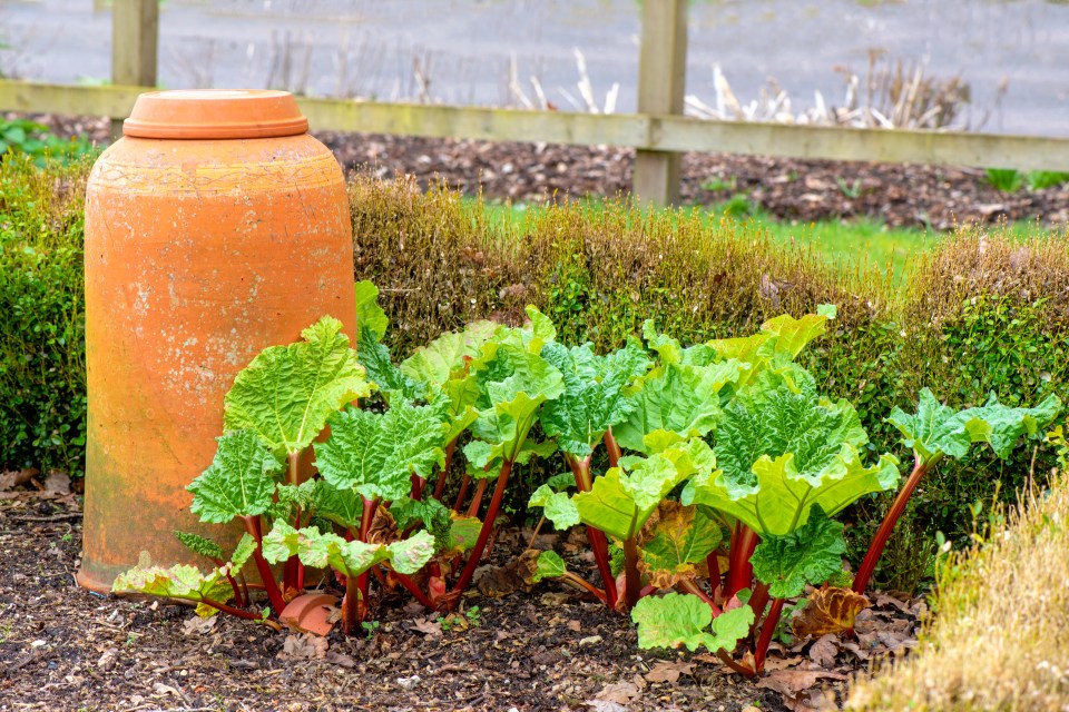 Rhubarb plants growing in a garden next to a terracotta pot.