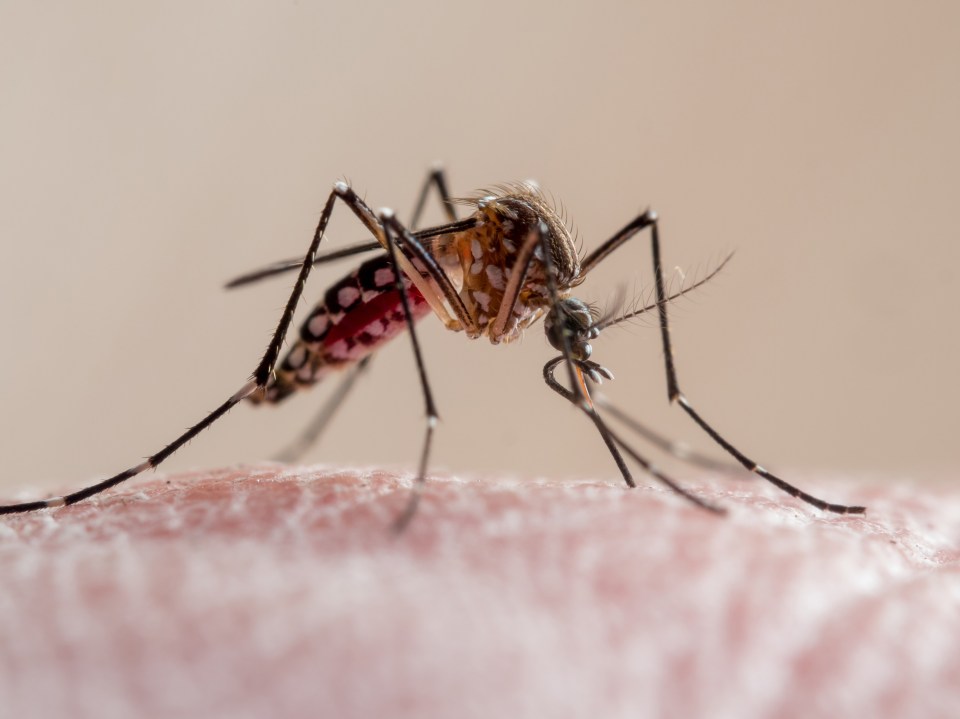 At least 10 people with the 'mystery disease' have tested positive for malaria