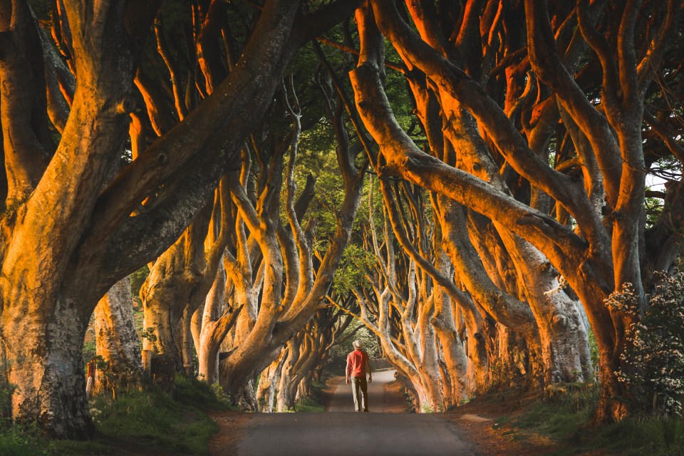 The Dark Hedges trees tunnel, County Antrim, as seen in Game of Thrones