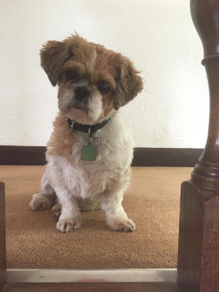 Clemmie's parents' 12-year-old shih tzu, Camilla Parker Bowles