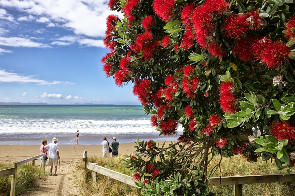 The Pohutukawa tree has become a symbol of Christmas in New Zealand (stock image)