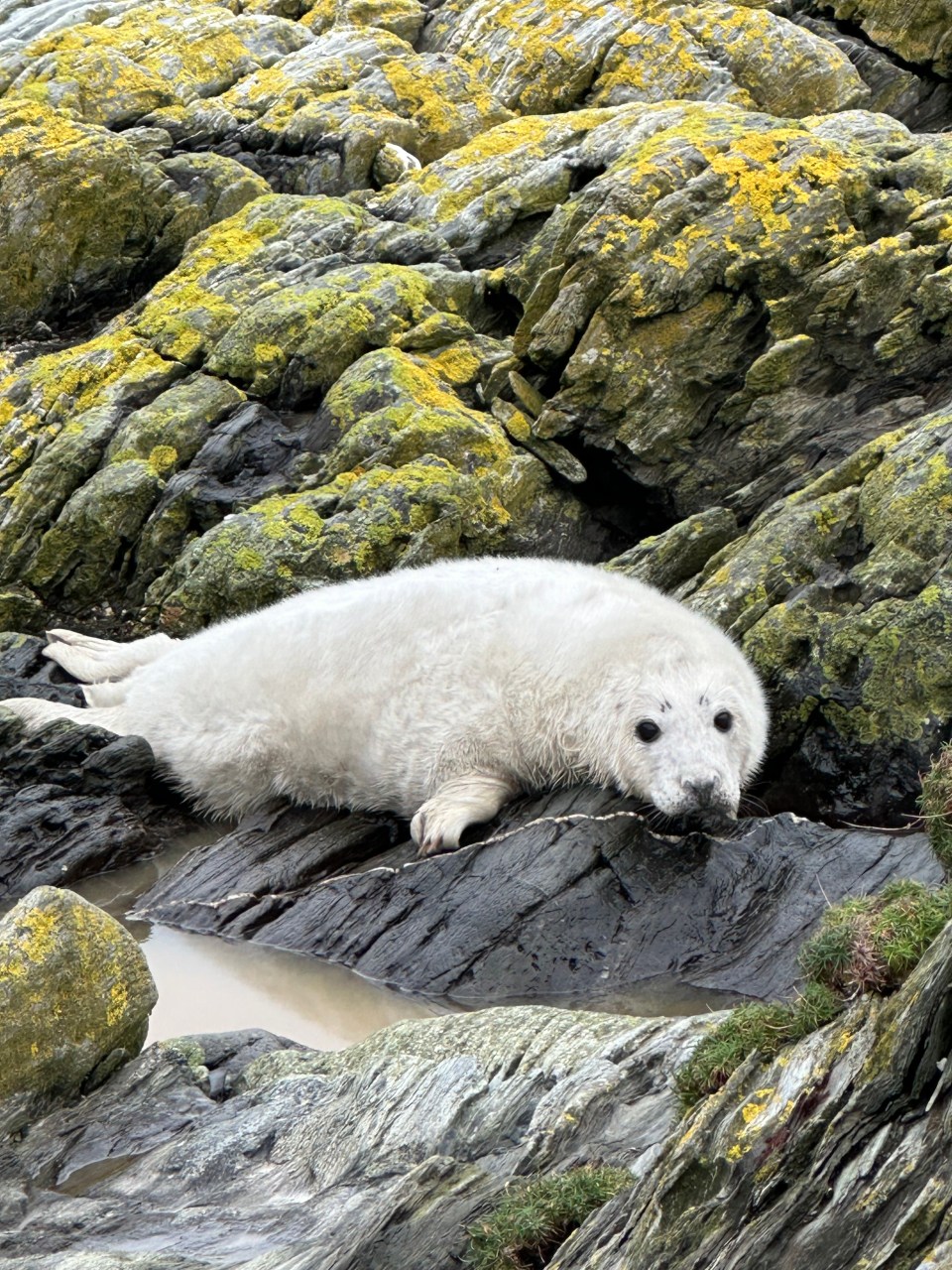 White seal pup resting on rocks.