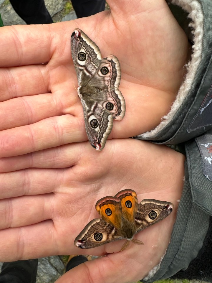 Two moths resting on a person's hands.