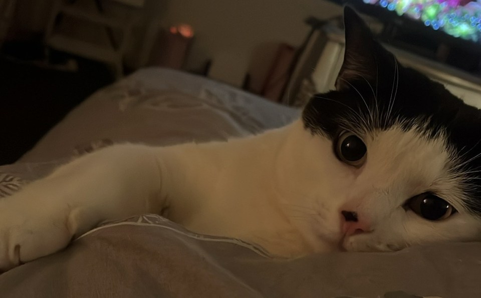 Black and white cat lying on a bed in front of a TV.