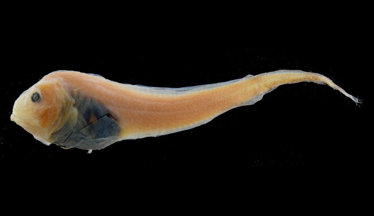 Snailfish, gelatinous creatures that are transparent enough to see their internal organs, are one of the most dominant family in this area