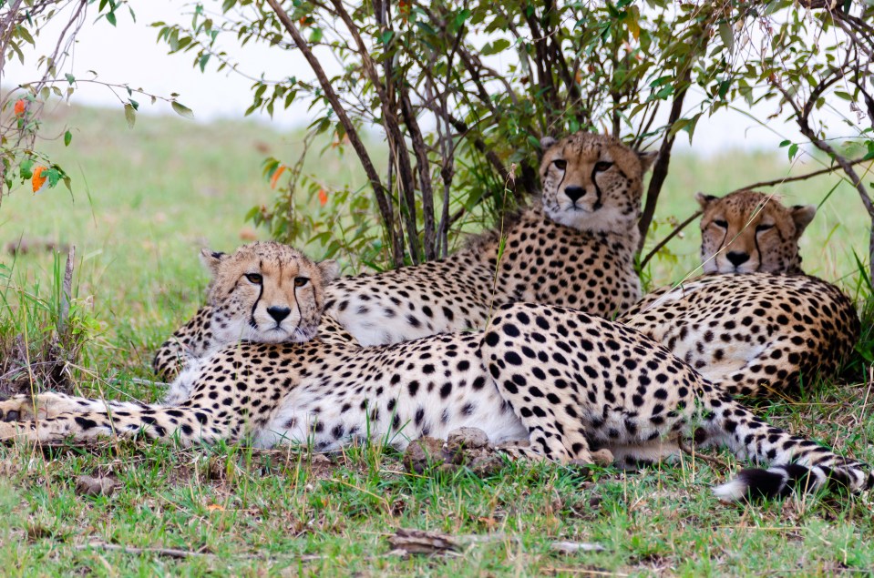 Kenya is one of the few places in the world where visitors can spot the 'big five' in their native habitat