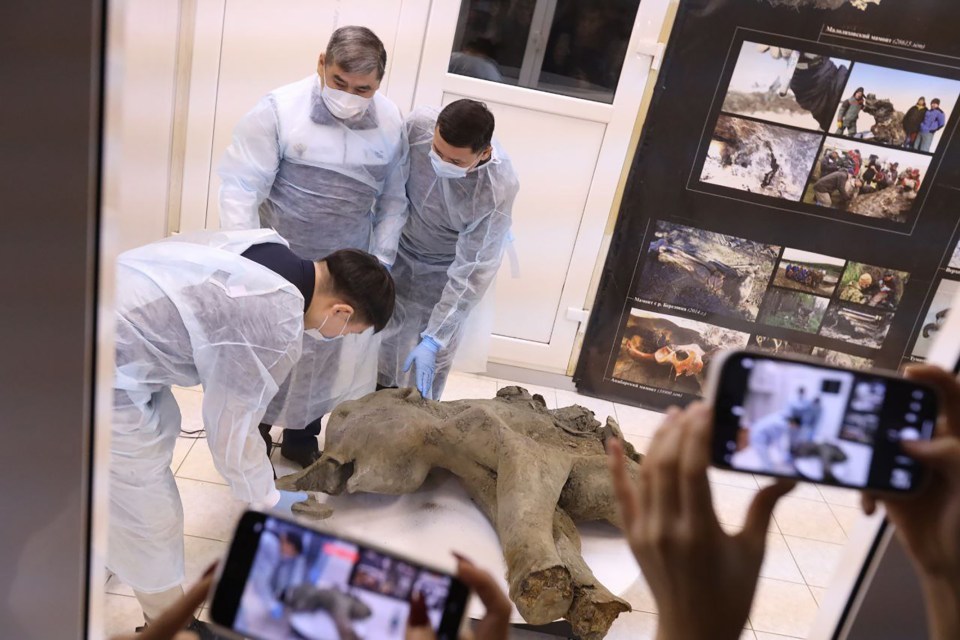 Well-preserved baby woolly mammoth found in Siberian permafrost.