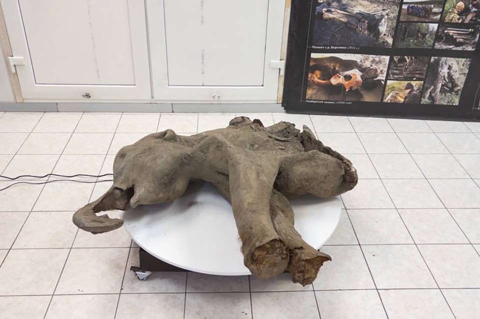 Well-preserved baby woolly mammoth found in Siberian permafrost.