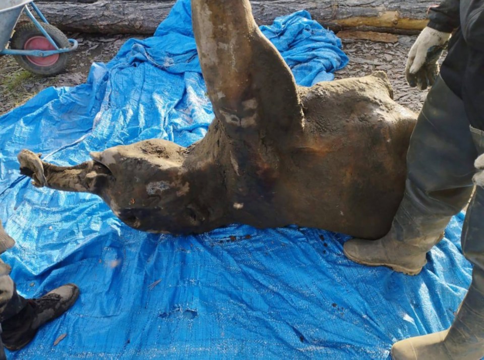 Well-preserved baby woolly mammoth found in Siberian permafrost.