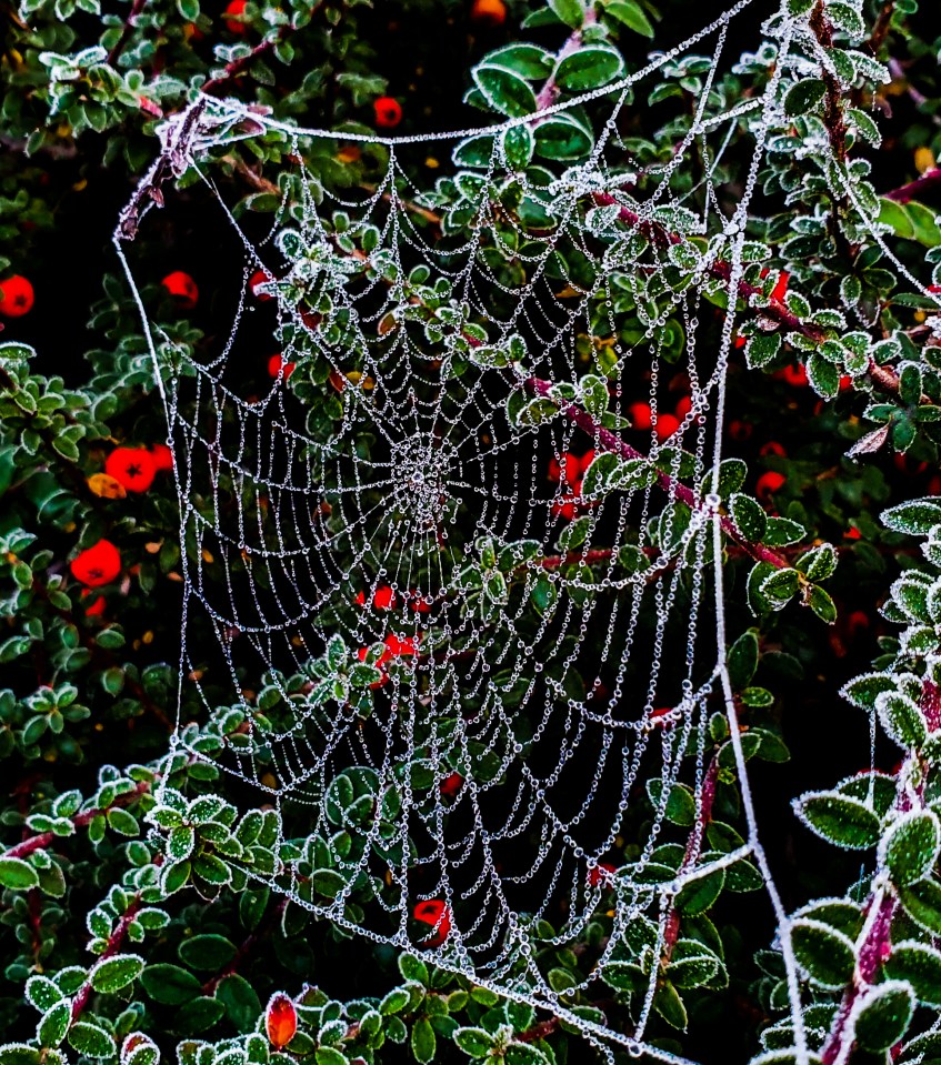 Ukrainians often add decorative spider webs to their Christmas trees in honour of a folklore tale (stock image)