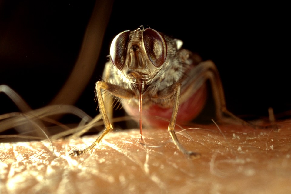 Until now, the deadly parasite has used the tsetse flies in sub-Saharan Africa to move around