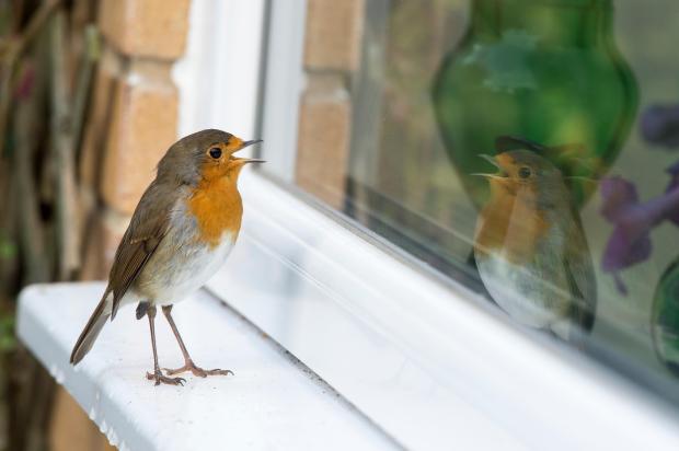 Robin singing on a windowsill, looking at its reflection.