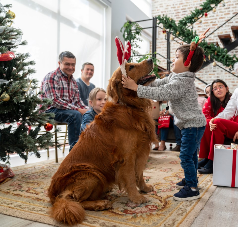 A canine expert shared the handy hack that will help calm down your reactive pooch this Christmas (stock image)